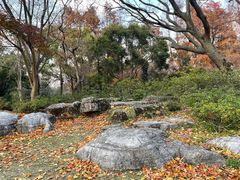 -上海滨江森林公园