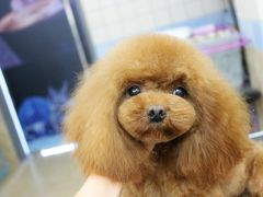 宁波诺比宠物美容日系精修-诺比宠物医院心脏内科·泌尿肾内外科·骨科急重症