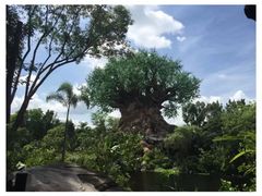 -奥兰多迪士尼动物王国乐园