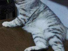 -纳吉亚猫专科动物诊疗中心(蒋宅口分院)