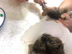 -美联众合动物医院·24h京西诊疗中心