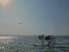 -宝安西湾红树林湿地公园