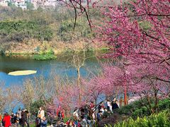 -重庆彩云湖湿地公园