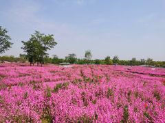 -花开海上生态园