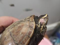 -灵龟之家百象馆(百象馆联合旗舰店)