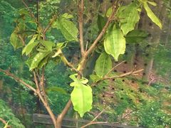 -上海大自然野生昆虫馆(东方明珠·爬宠昆虫探索中心)