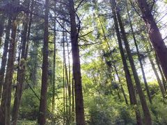 -山王坪喀斯特国家生态公园