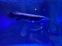 -烟台海昌鲸鲨海洋公园