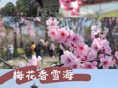 -上海海湾国家森林公园