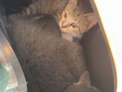 -佳雯宠物医院·皮肤科·内外科(春晓路分院)