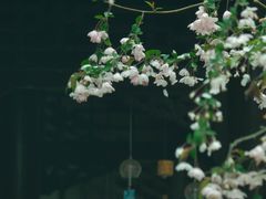 -莫愁湖公园