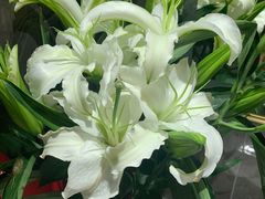 -双合园·海鲜水饺青岛菜(九水东路店)