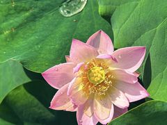 -莲花池公园
