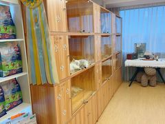 -猫十亿·布偶金渐层·曼基康矮脚猫舍(青年路店)