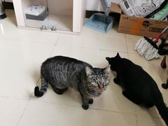 -宠福鑫康馨动物医院·骨科·眼科