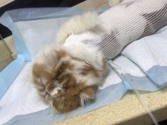 -安安宠医·安宠宠物医院