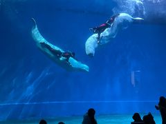 -芜湖新华联大白鲸海洋公园