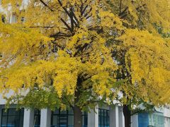 -西南交通大学(九里校区)