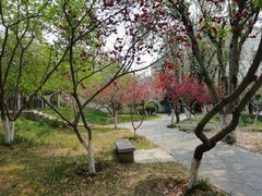 -桃花堤公园