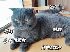 -猫的茶·猫咖