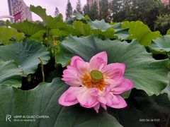 -陈家山荷花公园