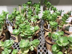 -鹿岛会员店 (龙湖三千集天街店)