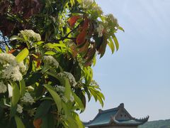 -武汉大学-樱园
