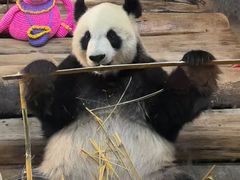 -海南热带野生动植物园