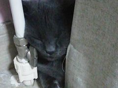 -宠福鑫动物医院(城北分院)
