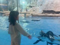 -帝企鹅自助餐厅•儿童岛•真企鹅(长隆企鹅酒店)