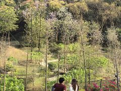 -云溪植物园
