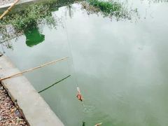 同銮特种养殖场_龙虾垂钓-同銮特种养殖场·龙虾垂钓