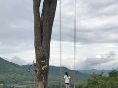 -大树秋千