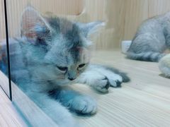 -屋虎猫馆(宝安大仟里店)