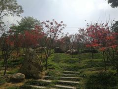 -广州市帽峰山景区