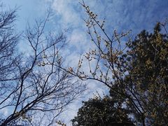 -香雪海