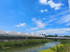 -马陆小张葡萄园农家乐