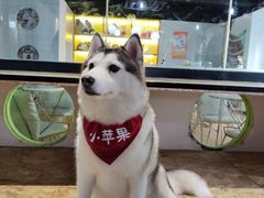 -Husky Go! 哈士奇体验馆·宠物咖啡厅狗咖