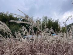 -宁波浙东大竹海景区
