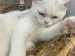-Heymao猫咖.咖啡厅(东门店)