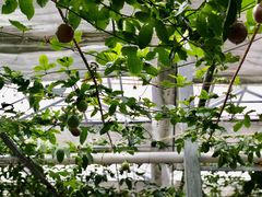 -泰山花样年华景区