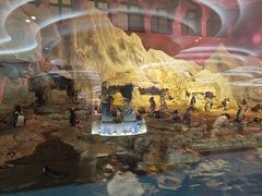 -帝企鹅自助餐厅•儿童岛•真企鹅(长隆企鹅酒店)