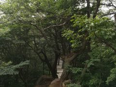 -内乡宝天曼生态旅游区
