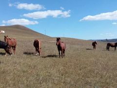 -塞罕坝国家级自然保护区
