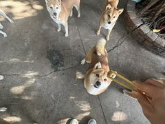 -柴犬高等学院·狗咖·柴犬售卖·宠物训练