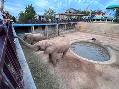 -西霞口神雕山野生动物世界