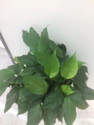 -悟空祛痘·诺奖技术专业店