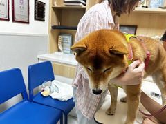 -谐和益家动物医院·免疫绝育·血液透析·宠保定点医院(高新伊藤分院)
