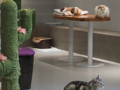 -Cappucimeow猫咪咖啡馆(韦伯时代店)