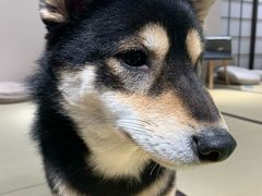 -逗柴咖啡屋·狗咖猫咖宠物桌游